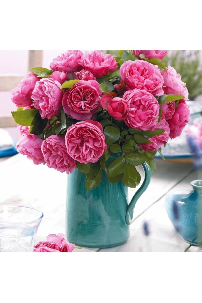 Троянда флорібунда Леонардо да Вінчі під зріз